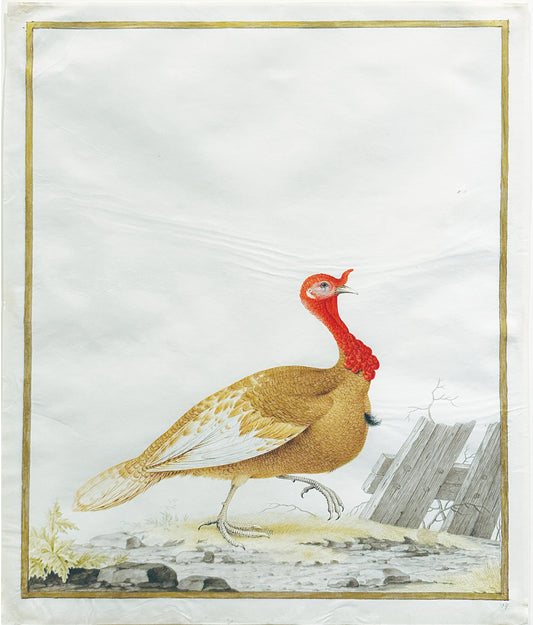 ROBERT, Nicolas (French, 1614-1685), Eastern wild turkey [Young Male] (Meleagris gallopavo silvestris)