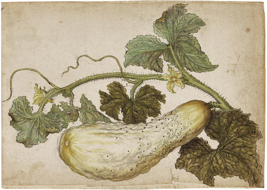LE MOYNE DE MORGUES, Jacques (French, Ca. 1533-1588), Cucumber with its leaves