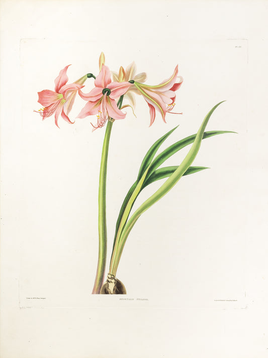 Falkner Bury, Priscilla Susan. Amaryllis Stilosa, Plate 33. London, 1831-34.