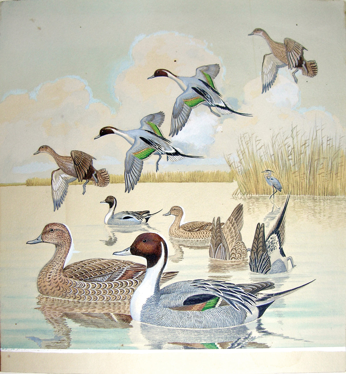 SINGER, Arthur (American, 1917-1990), Pintail Ducks, Male and Female
