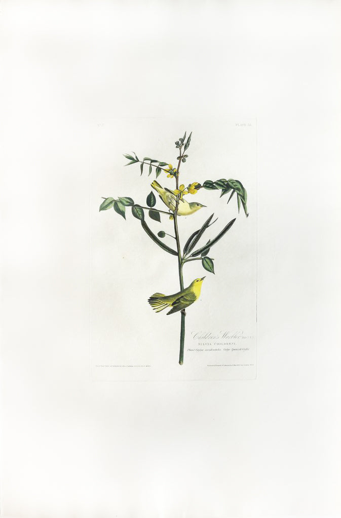 John James Audubon (1785-1851), Plate XXXV Children's Warbler