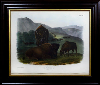 John James Audubon (1785-1851). Buffalo, Female and Young, Plate 57. The Viviparous Quadrupeds of North America.