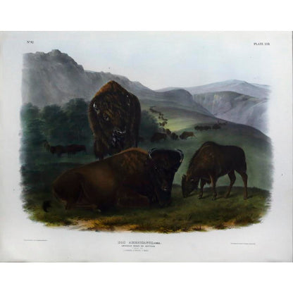 John James Audubon (1785-1851). Buffalo, Female and Young, Plate 57. The Viviparous Quadrupeds of North America.