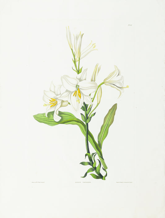 Falkner Bury, Priscilla Susan. Lilium Candidum, Plate 38. London, 1831-34.