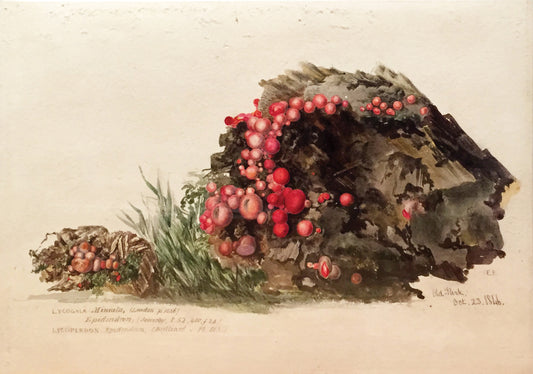 FORSTER, Edward - The Younger (British, 1765-1849), Lycogala Miniata...Old Park