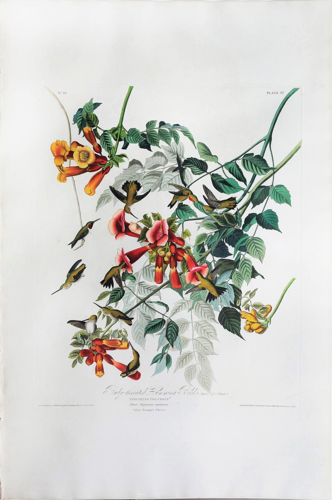 John James Audubon (1785-1851), Ruby Throated Hummingbird