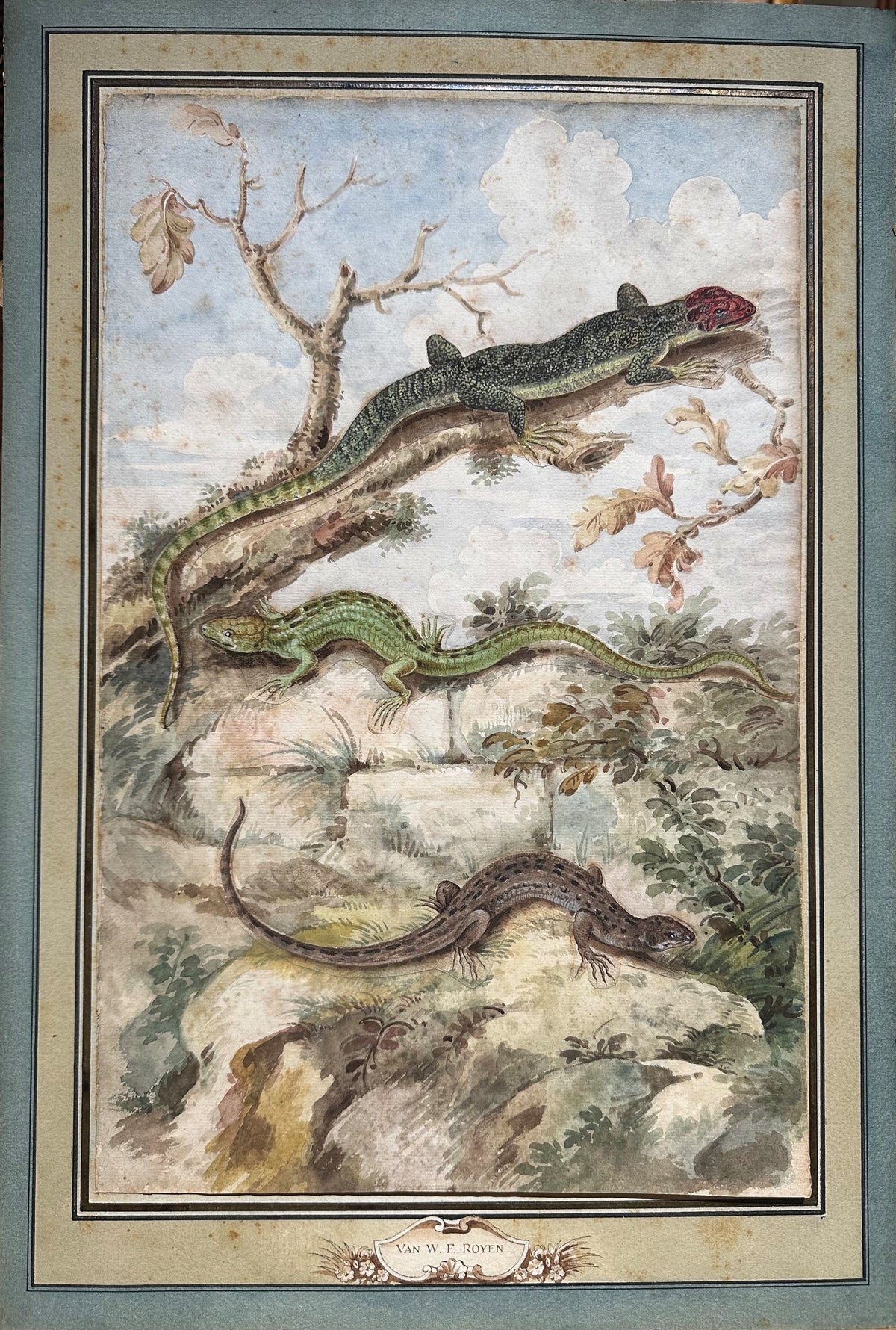 VAN ROYEN, Willem Frederiksz (Dutch 1645-1723), Three Lizards in a Landscape: a Red-headed Agama with a Pair of Sand Lizards