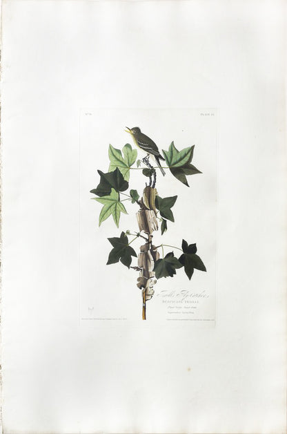 John James Audubon (1785-1851), Plate XLV Trail's Flycatcher