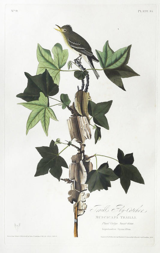 John James Audubon (1785-1851), Plate XLV Trail's Flycatcher