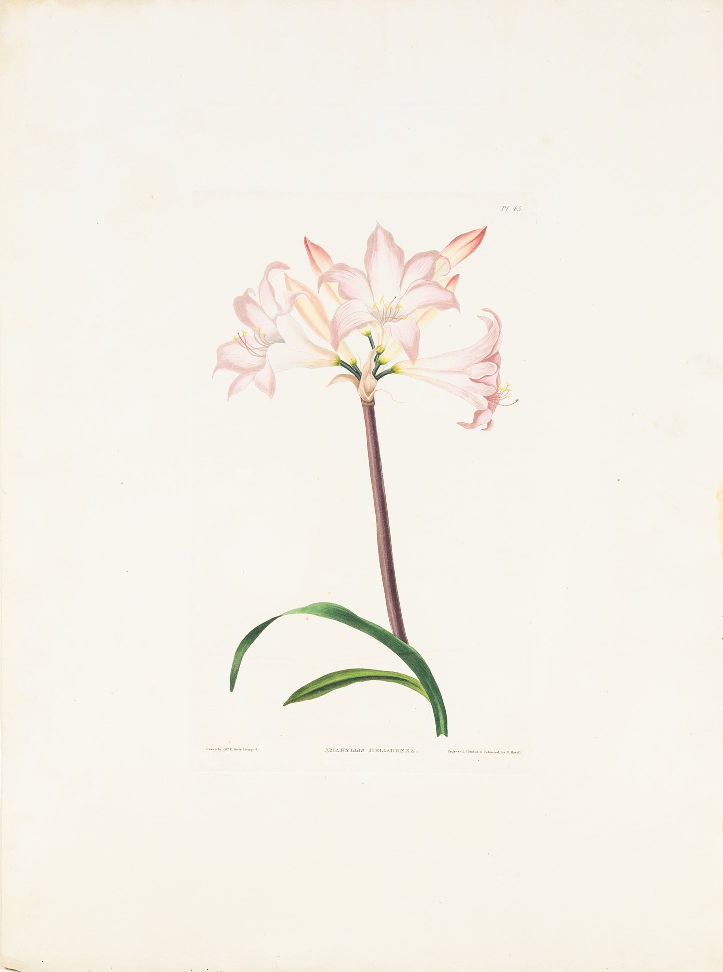 Falkner Bury, Priscilla Susan. Amaryllis Belladonna, Plate 45. London, 1831-34.