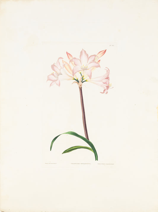 Falkner Bury, Priscilla Susan. Amaryllis Belladonna, Plate 45. London, 1831-34.