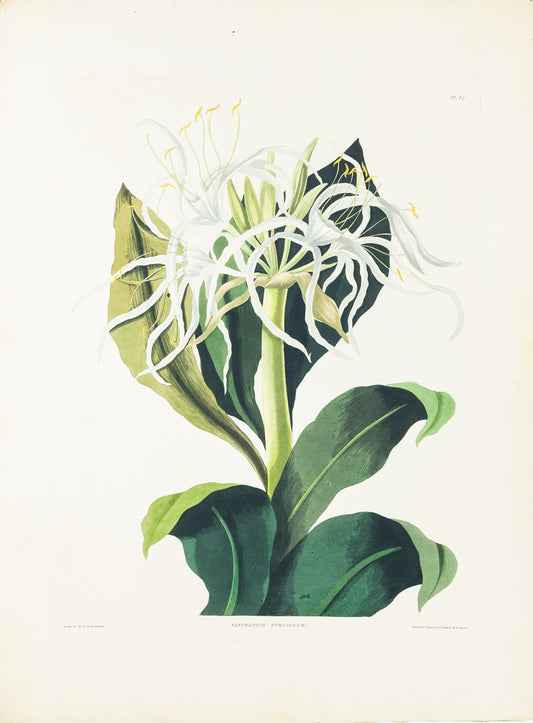 Falkner Bury, Priscilla Susan. Pancratium Speciosum, Plate 47. London, 1831-34.
