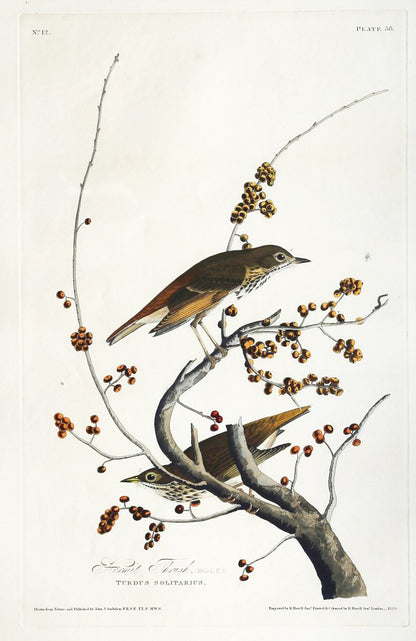 John James Audubon (1785-1851), Plate LVIII Hermit Thrush