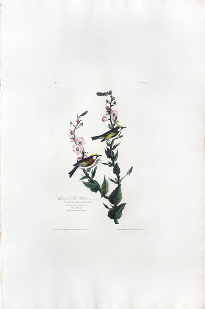 John James Audubon (1785-1851), Plate LIX Chestnut-sided Warbler