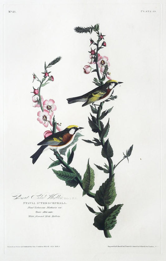 John James Audubon (1785-1851), Plate LIX Chestnut-sided Warbler