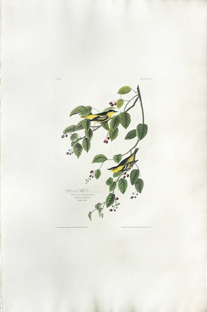 John James Audubon (1785-1851), Plate LX  Carbonated Warbler