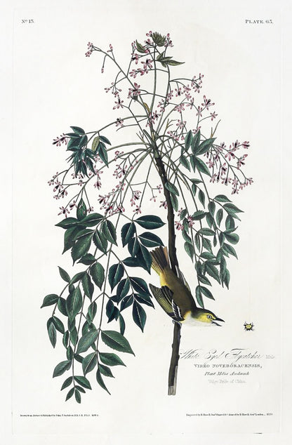 John James Audubon (1785-1851), Plate LXIII White-eyed Flycatcher