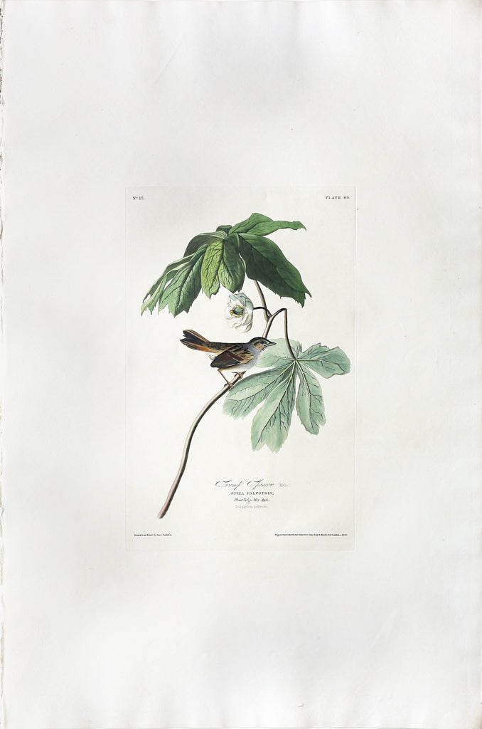 John James Audubon (1785-1851), Plate LXIV Swamp Sparrow
