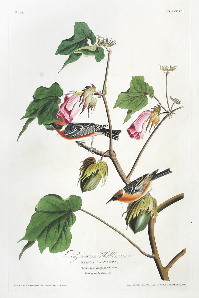 John James Audubon (1785-1851), Plate LXIX Bay-breasted Warbler