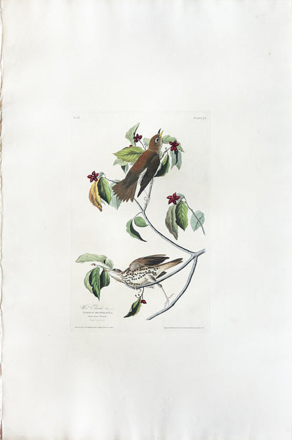 John James Audubon (1785-1851), Plate LXXIII Wood Thrush