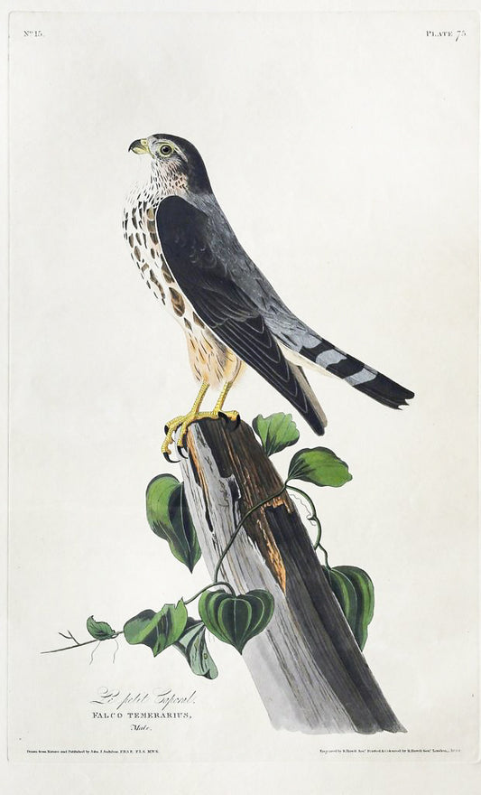 John James Audubon (1785-1851), Plate LXXV Le Petit Caporal