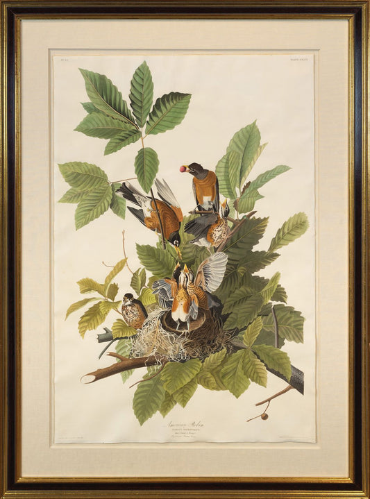 AUDUBON, John James (1785 - 1851), American Robin, (Plate 131), 1827–1838
