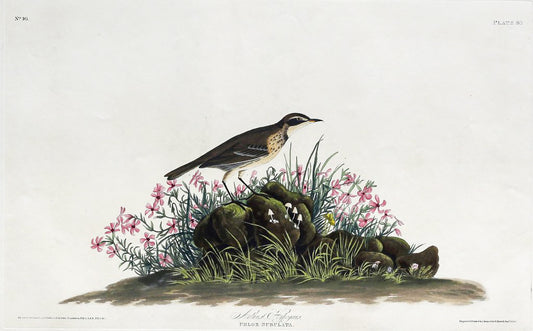 John James Audubon (1785-1851), Plate LXXX Prairie Titlark