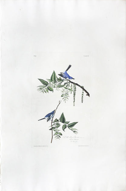 John James Audubon (1785-1851), Plate LXXXIV Blue-Grey Flycatcher