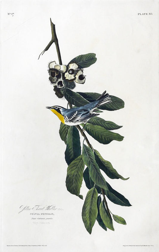 John James Audubon (1785-1851), Plate LXXXV Yellow Throated Warbler