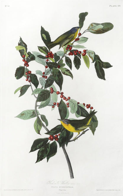 John James Audubon (1785-1851), Plate LXXXIX Nashville Warbler