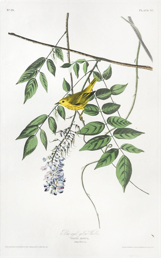 John James Audubon (1785-1851), Plate XCV Blue-eyed yellow Warbler
