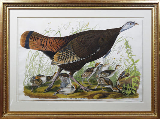 AUDUBON, John James (1785 - 1851), Female Turkey, (Plate 6), 1827-1838 - Arader Galleries