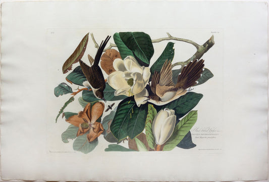 AUDUBON, John James (1785 - 1851), Black-billed Cuckoo, (Plate 32), 1827–1838