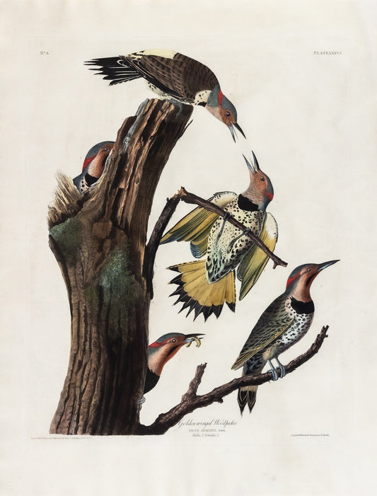 AUDUBON, John James (1785 - 1851), Golden-winged Woodpecker, (Plate 37), 1827–1838
