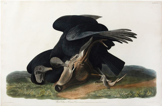 AUDUBON, John James (1785 - 1851), Black Vulture, (Plate 106), 1827–1838