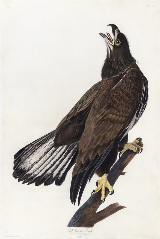 AUDUBON, John James (1785 - 1851), White-headed Eagle, (Plate 126), 1827–1838