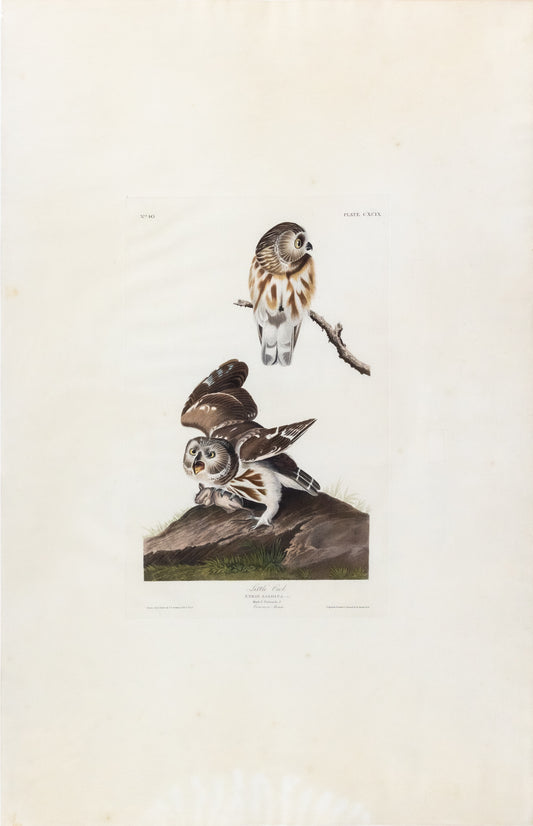 AUDUBON, John James (1785 - 1851), Little Owl, (Plate 199), 1827–1838