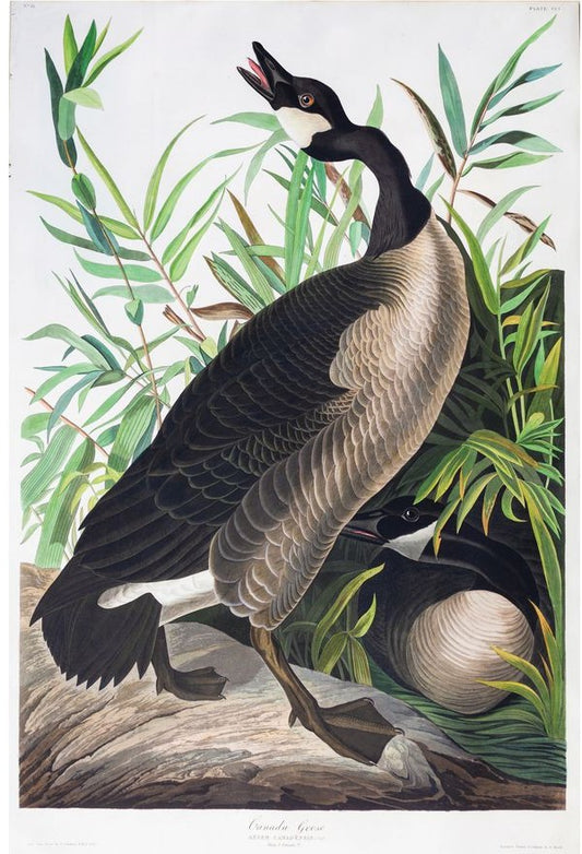 AUDUBON, John James (1785 - 1851), Canada Goose, (Plate 201), 1827–1838