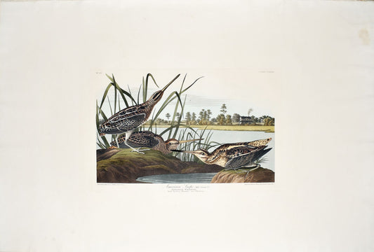 AUDUBON, John James (1785 - 1851), American Snipe, (Plate 243), 1827–1838