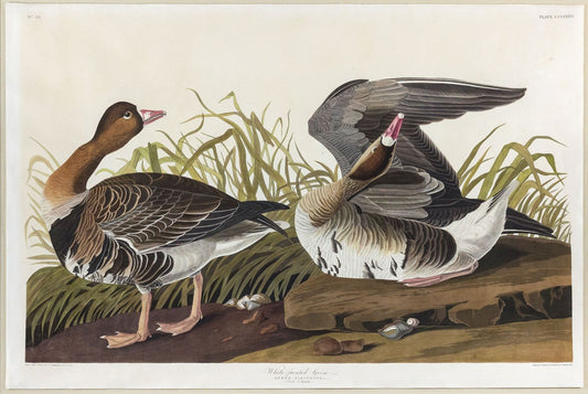AUDUBON, John James (1785 - 1851), White-fronted Goose, (Plate 286), 1827–1838