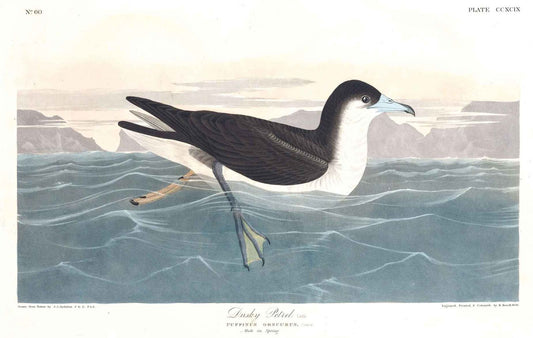 AUDUBON, John James (1785 - 1851), Dusky Petrel, (Plate 299), 1827–1838