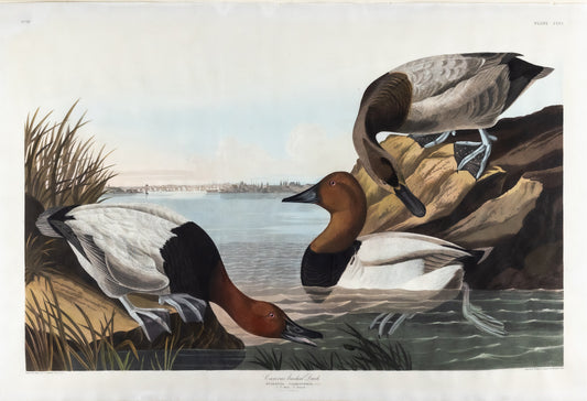 AUDUBON, John James (1785 - 1851), Canvas backed Duck, (Plate 301), 1827–1838