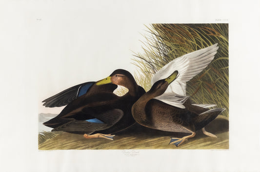 AUDUBON, John James (1785 - 1851), Dusky Duck, (Plate 302), 1827–1838