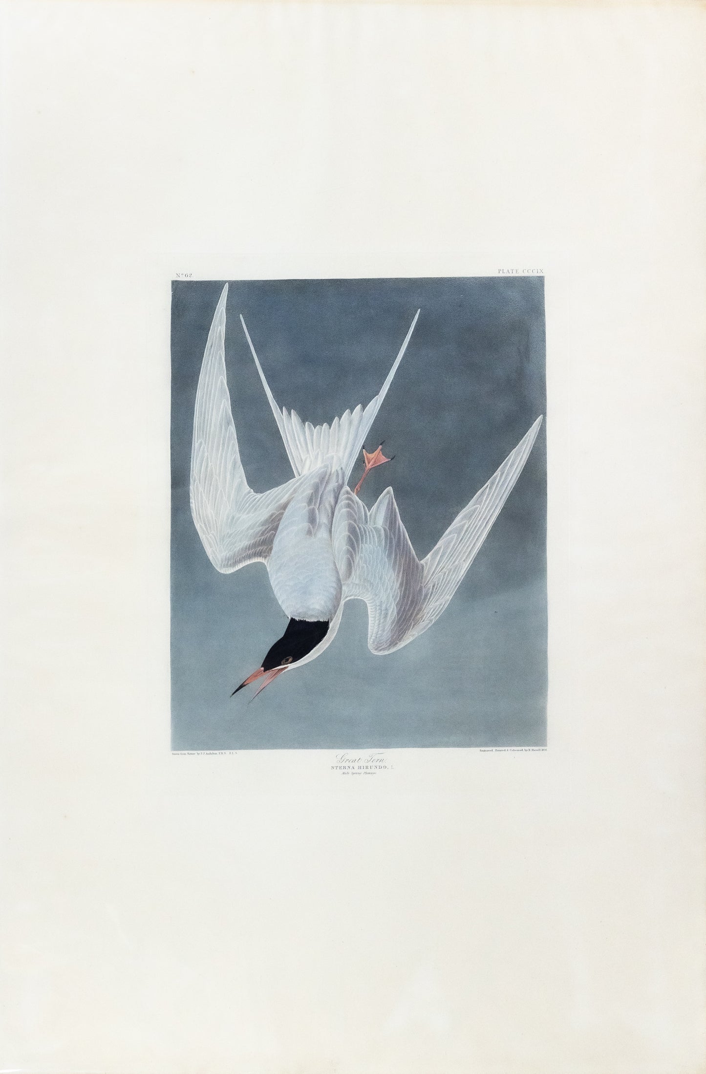 AUDUBON, John James (1785 - 1851), Great Tern, (Plate 309), 1827–1838