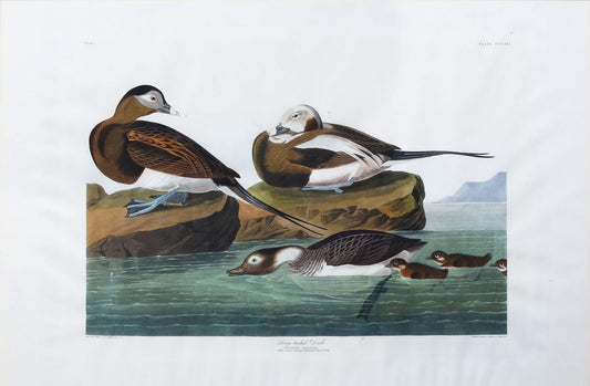 AUDUBON, John James (1785 - 1851), Long-tailed Duck, (Plate 312), 1827–1838