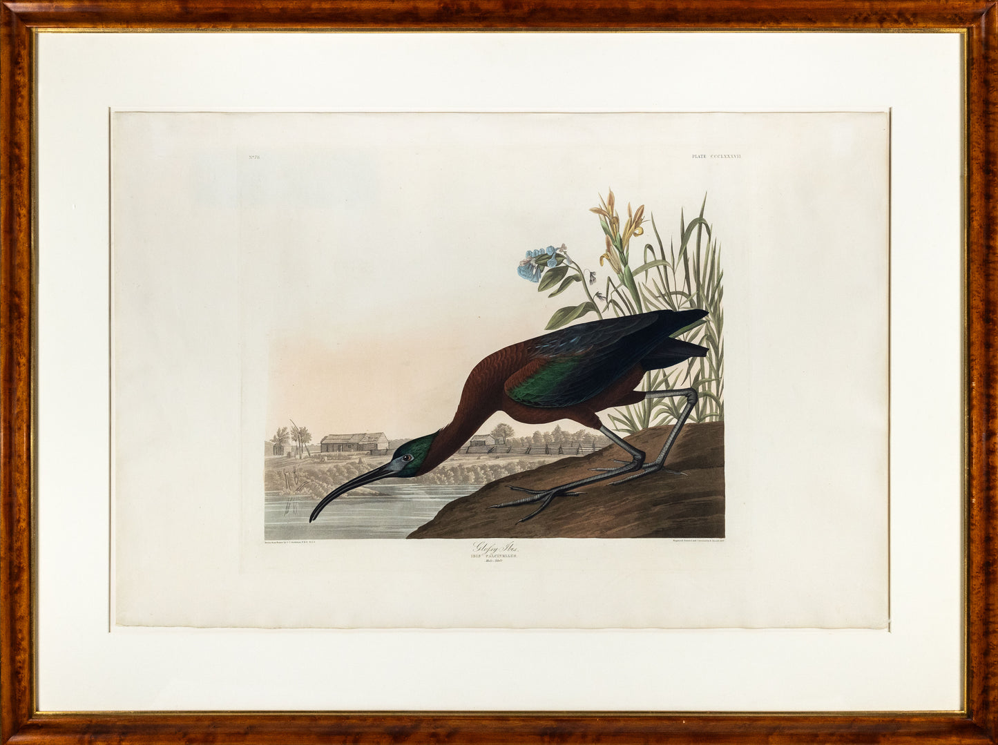 AUDUBON, John James (1785 - 1851), Glossy Ibis, (Plate 387), 1827–1838