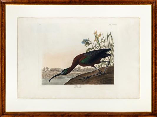 AUDUBON, John James (1785 - 1851), Glossy Ibis, (Plate 387), 1827–1838