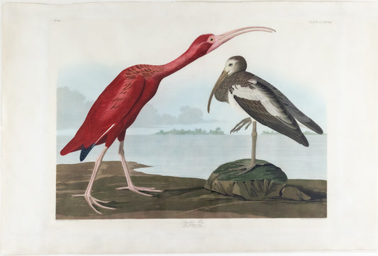 AUDUBON, John James (1785 - 1851), Scarlet Ibis, (Plate 397), 1827–1838