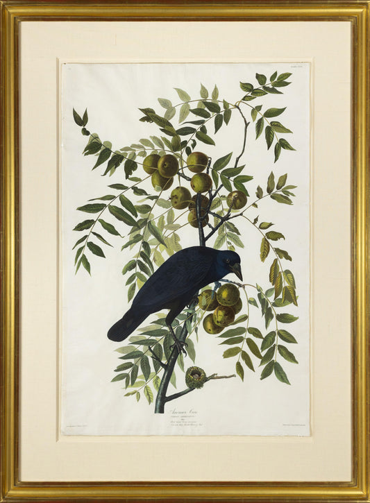 AUDUBON, John James (1785 - 1851), American Crow, (Plate 156), 1827–1838