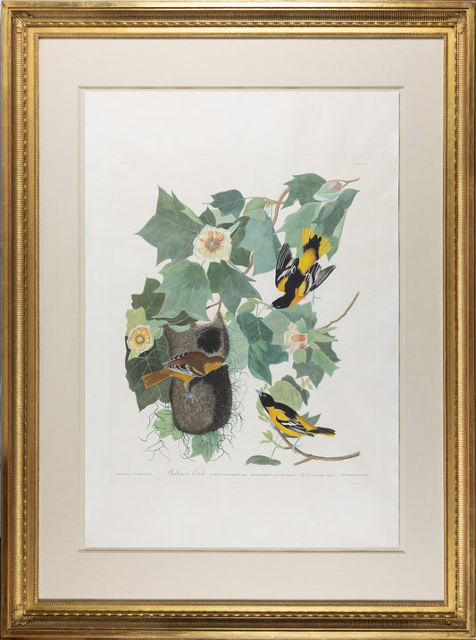 AUDUBON, John James (1785 - 1851), Baltimore Oriole, (Plate 12), 1827-1838
